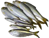 :6konoshiro_3iwashi_2sappa: